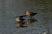 Temminckstrandl�ufer (Calidris temminckii) � Giacomo Sgorlon