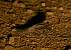Ziegenmelker (Caprimulgus europaeus) � Michele Lamberti
