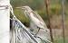 Rallenreiher (Ardeola ralloides) � Michele Lamberti