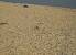 Kentish Plover (Charadrius alexandrinus) � Jacopo M. Tiranti