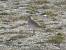 European Golden Plover (Pluvialis apricaria) � Jacopo M. Tiranti