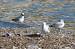Common Black-headed Gull (Chroicocephalus ridibundus (Larus ridibundus)) � D'amico Davide