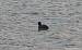 Eurasian Coot (Fulica atra) � D'amico Davide
