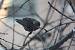 Common Starling (Sturnus vulgaris) � Marco Sozzi