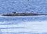 Pied Avocet (Recurvirostra avosetta) � Mark Walters