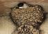 Common House Martin (Delichon urbicum) � Giovanni Gianelli