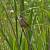 Eurasian Reed Warbler (Acrocephalus scirpaceus) � Giovanni Gianelli