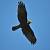 Western Marsh Harrier (Circus aeruginosus) � Patrizio Demartis