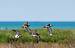 Ruff (Philomachus pugnax) � Patrizio Demartis
