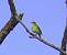 Melodious Warbler (Hippolais polyglotta) � Menotti Passarella