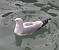 Ring-billed Gull (Larus delawarensis) � Menotti Passarella