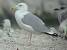 Caspian Gull (Larus cachinnans) � Menotti Passarella