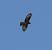 European Honey Buzzard (Pernis apivorus) � Mirco Maselli