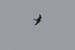 Eurasian Hobby (Falco subbuteo) � Mirco Maselli