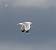 Yellow-legged Gull (Larus michahellis) � Giancarlo Silveri