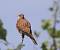 Common Kestrel (Falco tinnunculus) � Giancarlo Silveri