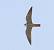 Eurasian Hobby (Falco subbuteo) � Giancarlo Silveri