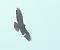 Common Buzzard (Buteo buteo) � Giancarlo Silveri