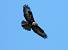 Common Buzzard (Buteo buteo) � Renzo Falzoni