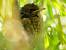 Common Blackbird (Turdus merula) � Renzo Falzoni