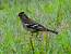Common Chaffinch (Fringilla coelebs) � Renzo Falzoni