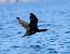European Shag (Phalacrocorax aristotelis) � Renzo Falzoni