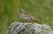 Woodlark (Lullula arborea) � Giovanni Fontana