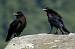 Northern Raven (Corvus corax) � Giovanni Fontana