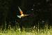 European Bee-eater (Merops apiaster) � Simone Salvini
